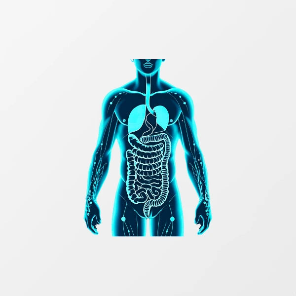 Digestive & Enzyme Support